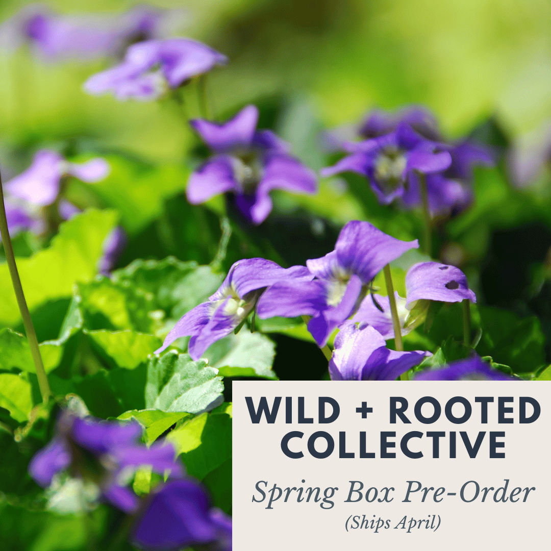Wild + Rooted Collective: Spring Box (Ships April)—Wild Roots Apothecary