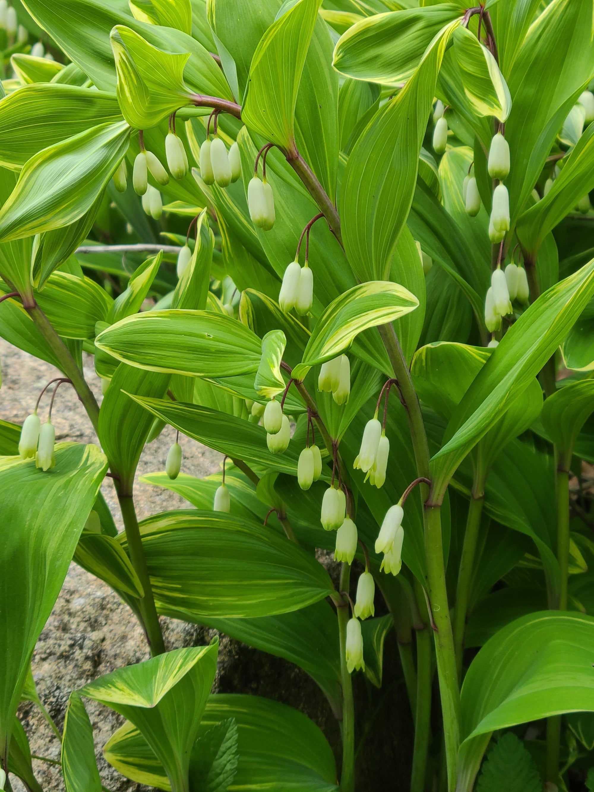 Solomon's Seal: The Musculoskeletal Healing Wizard