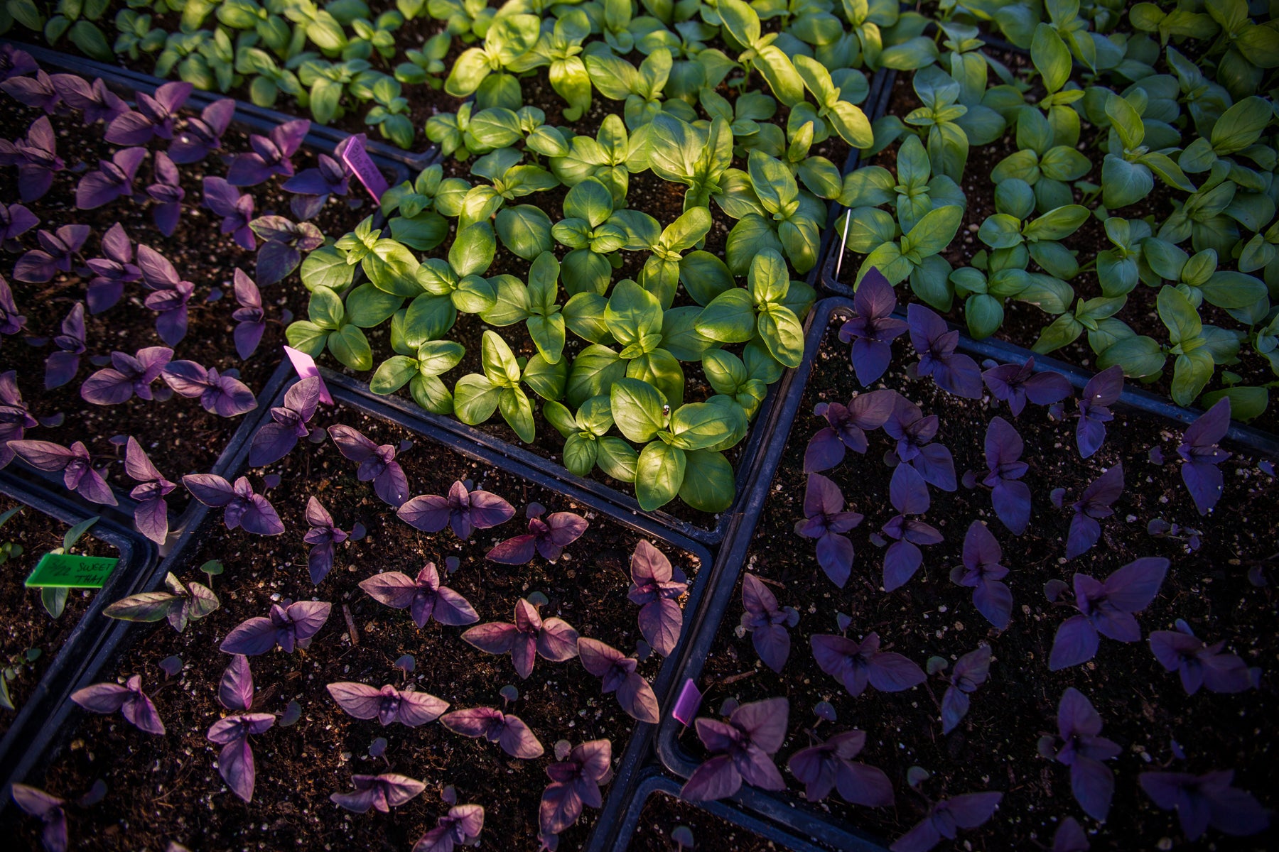 Basil: Our Aromatic Herbal King