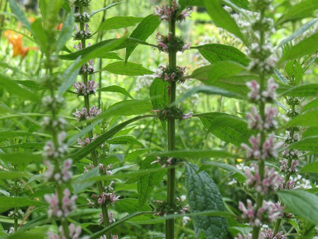 mother wort in bloom