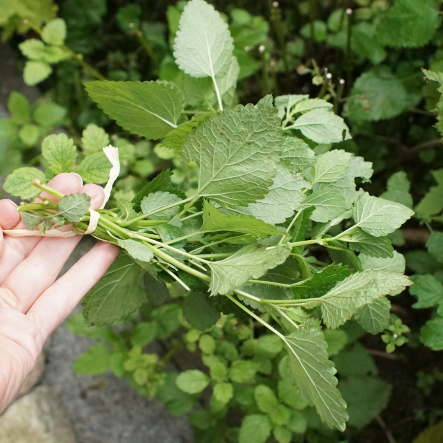 Herbal Spotlight: Lemon Balm our herbal blessing amongst the Storm.