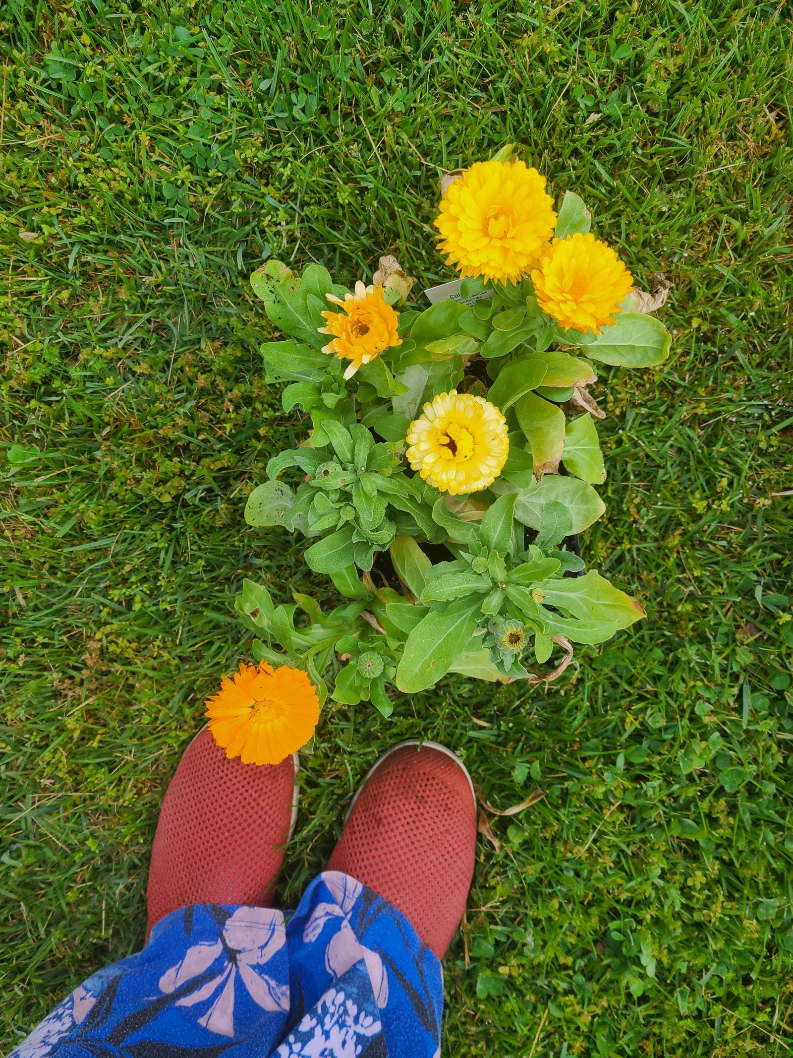 This little magical GLOW plant: Calendula