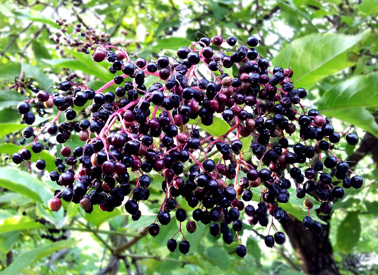 The Elderberry: The Land of Elder