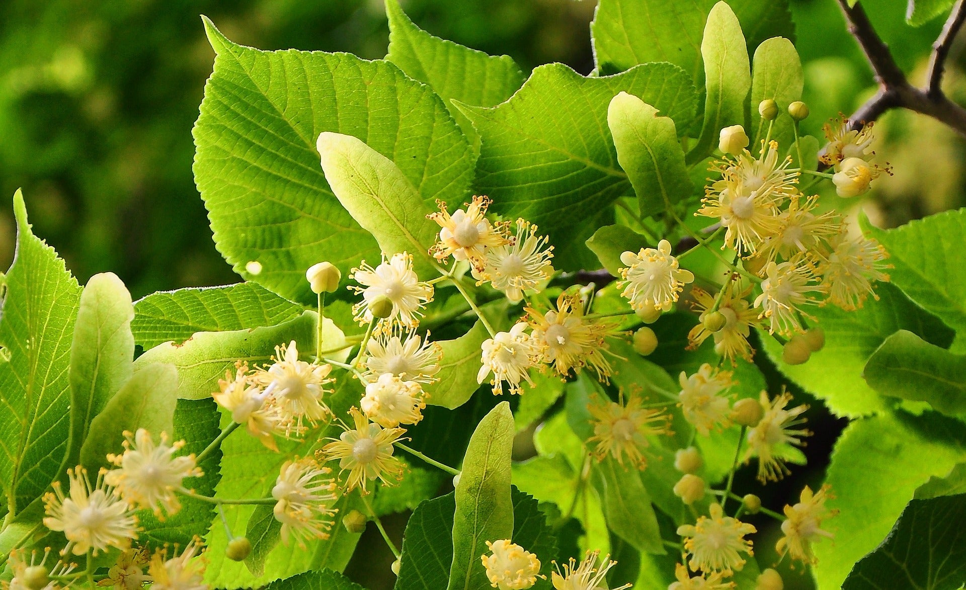 Herbal Wonder #9: Herb for Clarity and Heat Relief: Linden