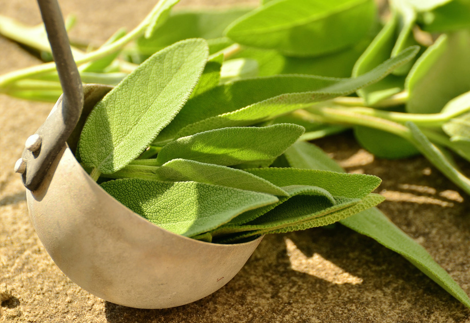 Sage: The healer, wisdom keeper and spirit releaser...