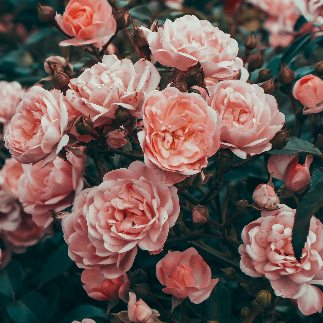 The Spirit of the Rose