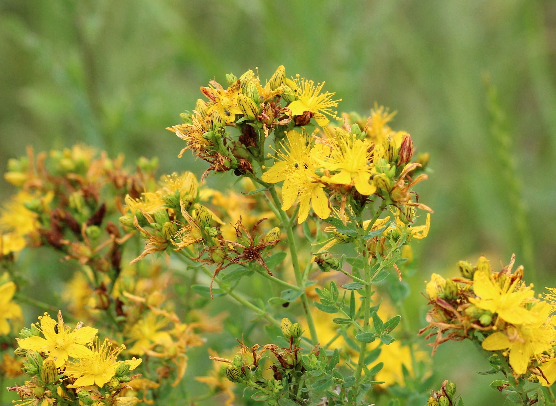 St. John's Wort...An herb for restoring your Inner Light and Nervous System Support