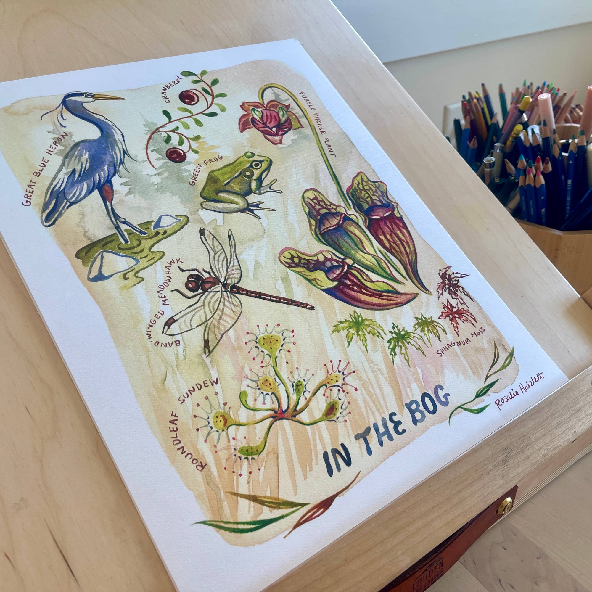 In the Bog - Watercolor Art Print