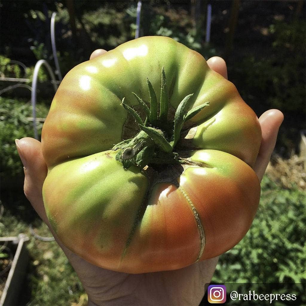 Pink Brandywine Tomato Seeds