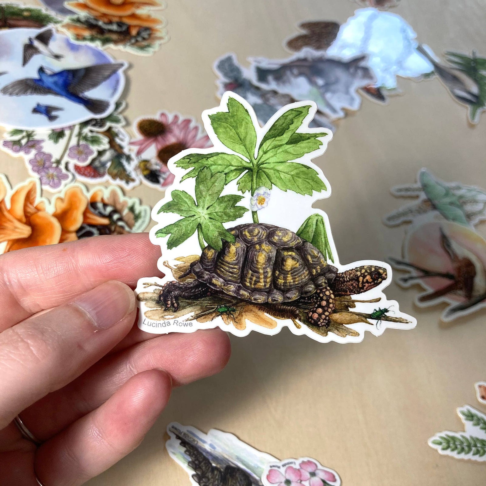 Box Turtle with Mayapple and Tiger Beetles - Vinyl Sticker 