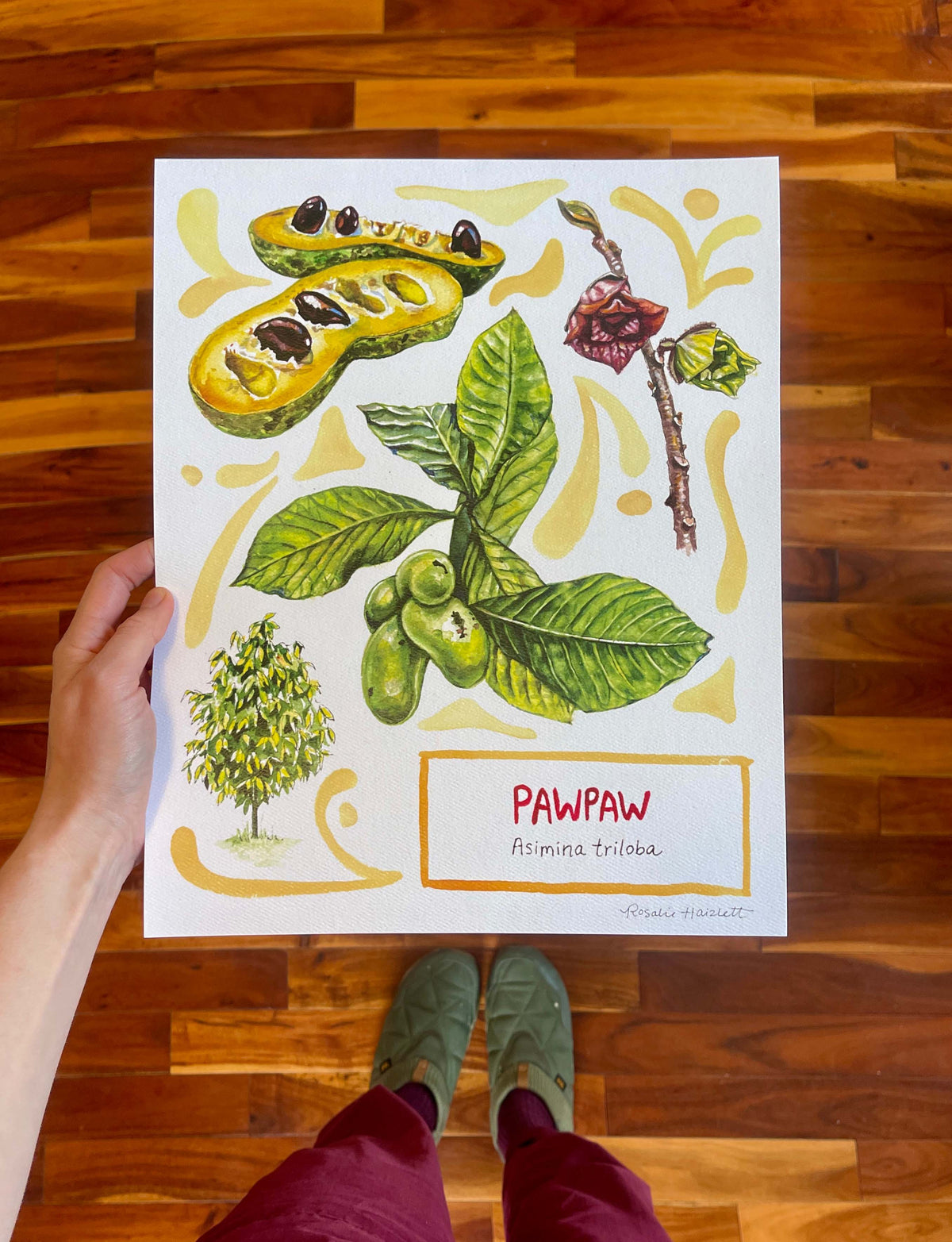 Pawpaw - Watercolor Art Print