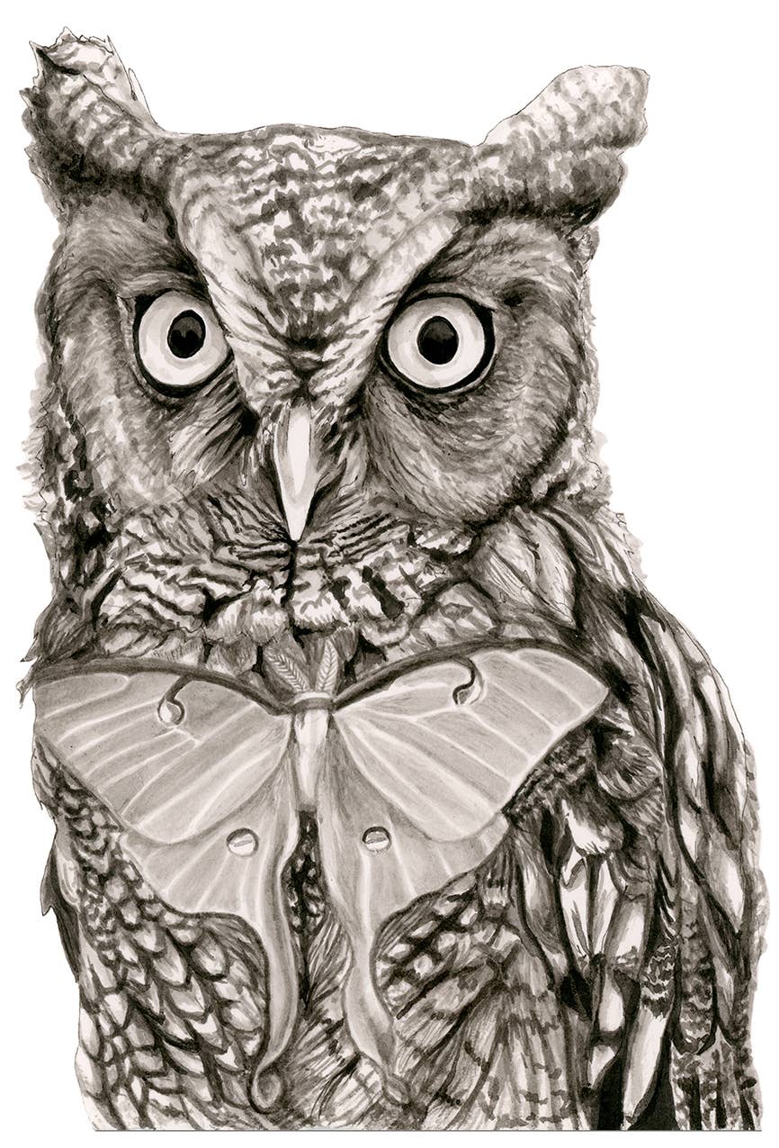 Screech Owl Sticker