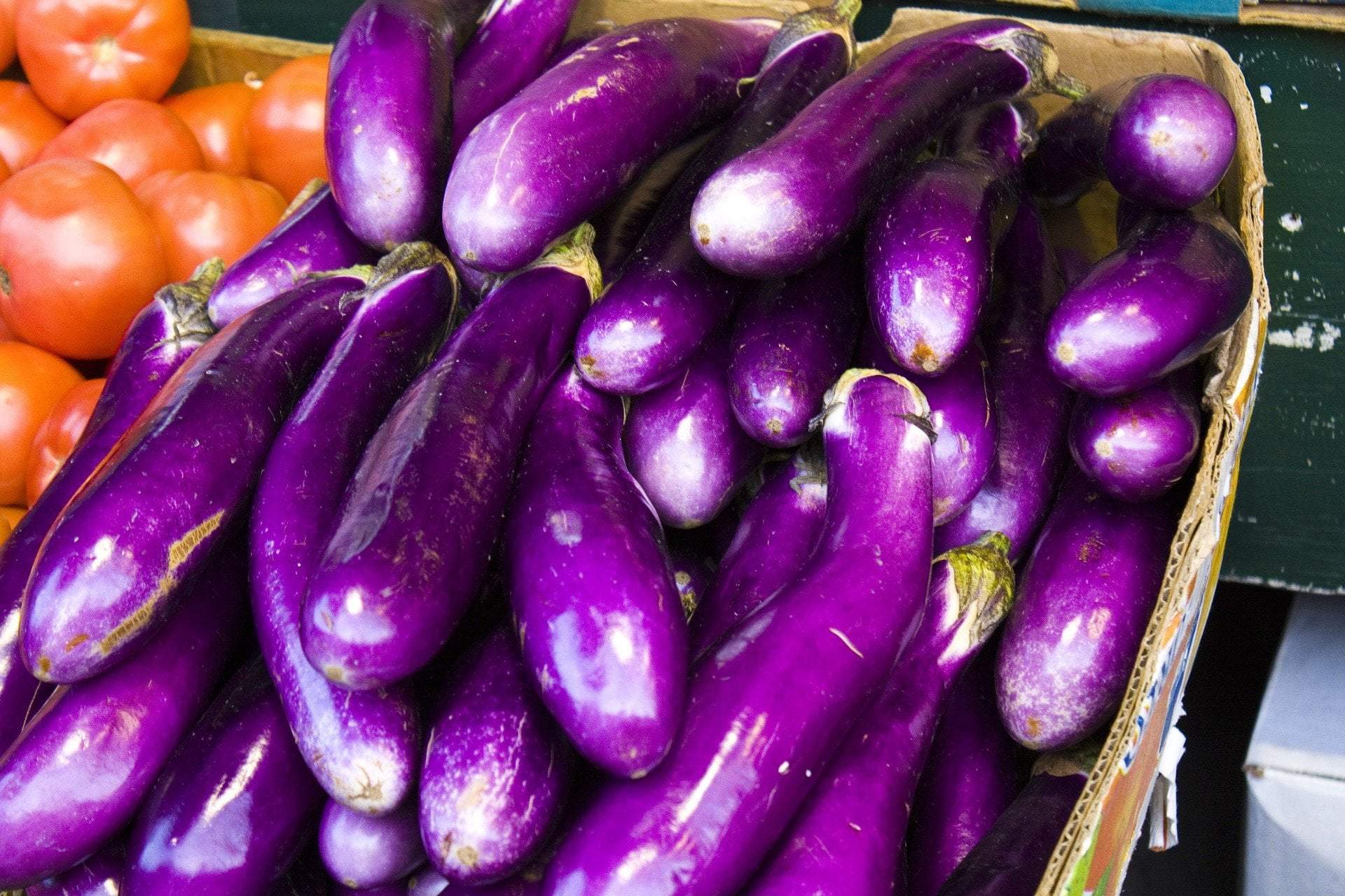 Long Purple Eggplant Seeds