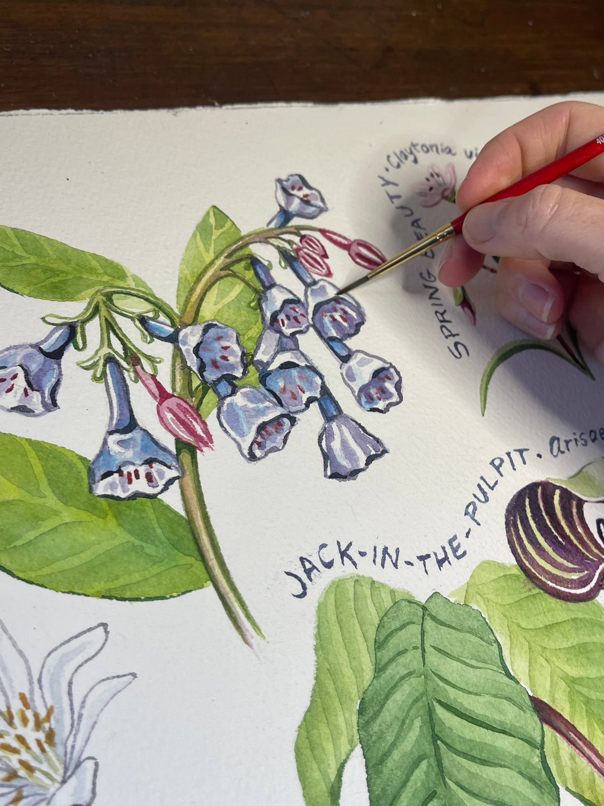 Spring Ephemeral Wildflowers Art Print by Rosalie Haizlett