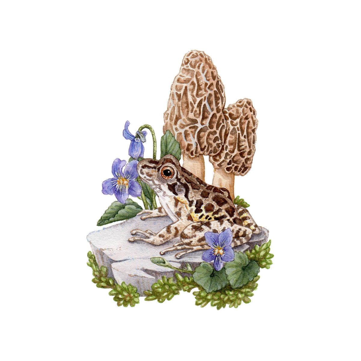 Pickerel Frog with Morels (8&quot; x 10&quot; Giclee Print)