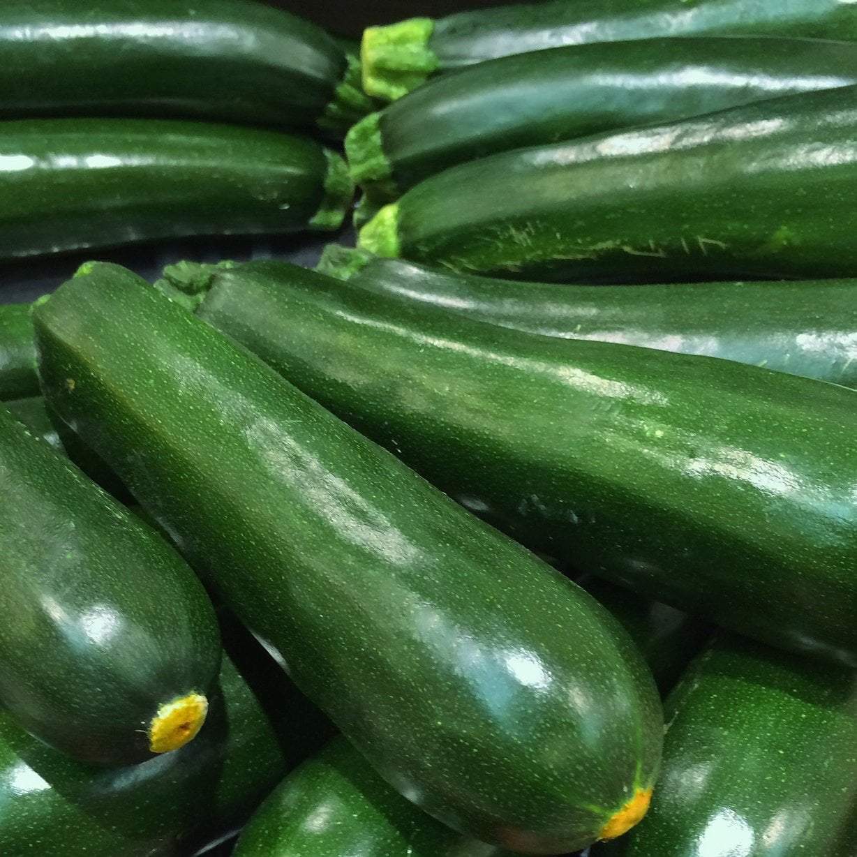 Black Beauty Zucchini Seeds