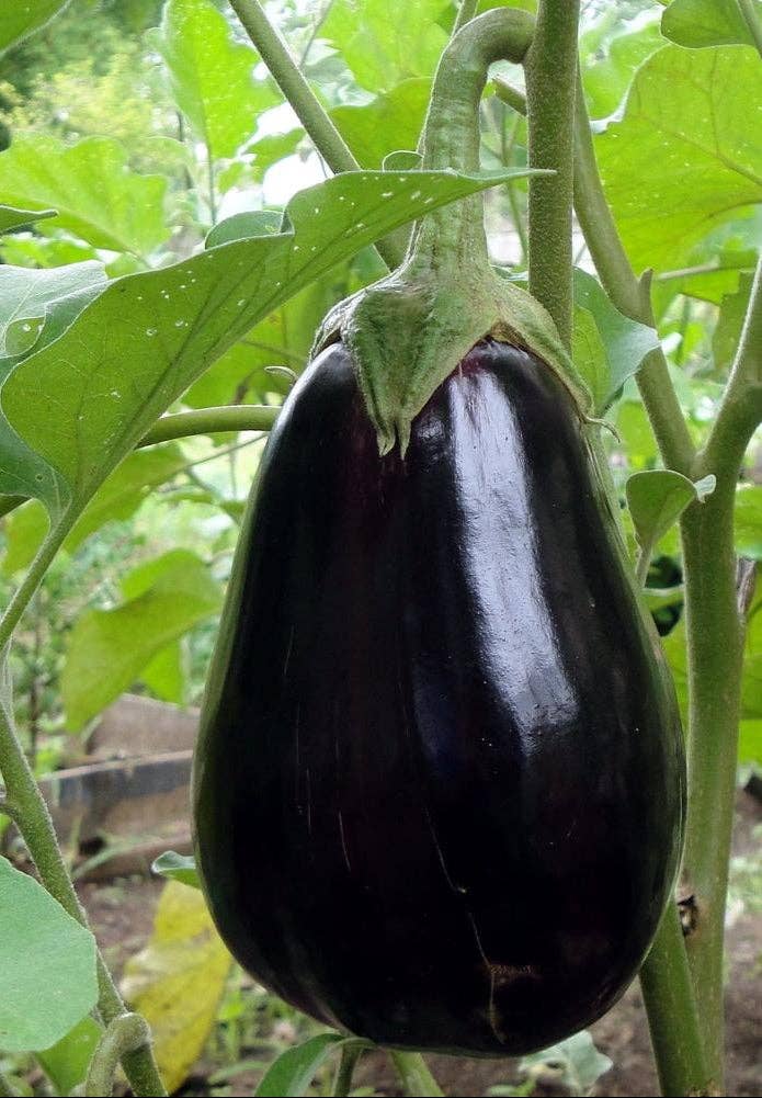 Black Beauty Eggplant Seeds
