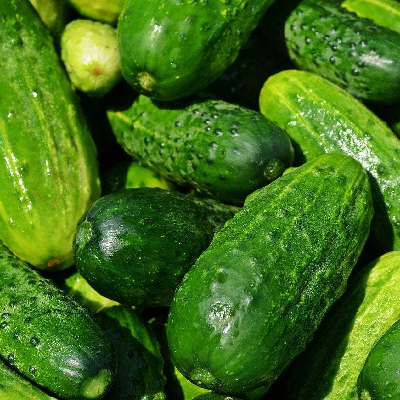 Boston Pickling Cucumber Seeds