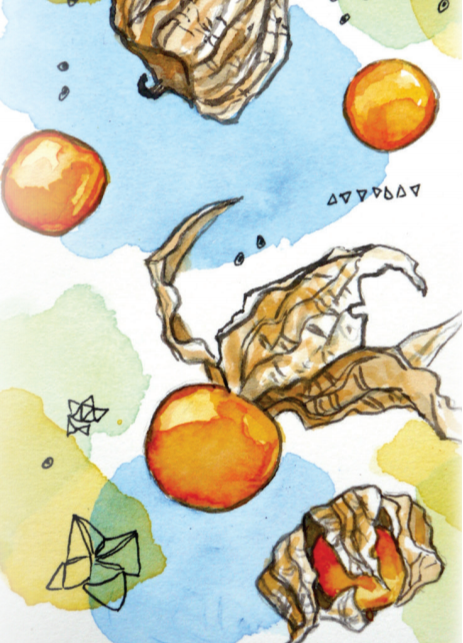 Aunt Molly's Ground Cherry Seeds
