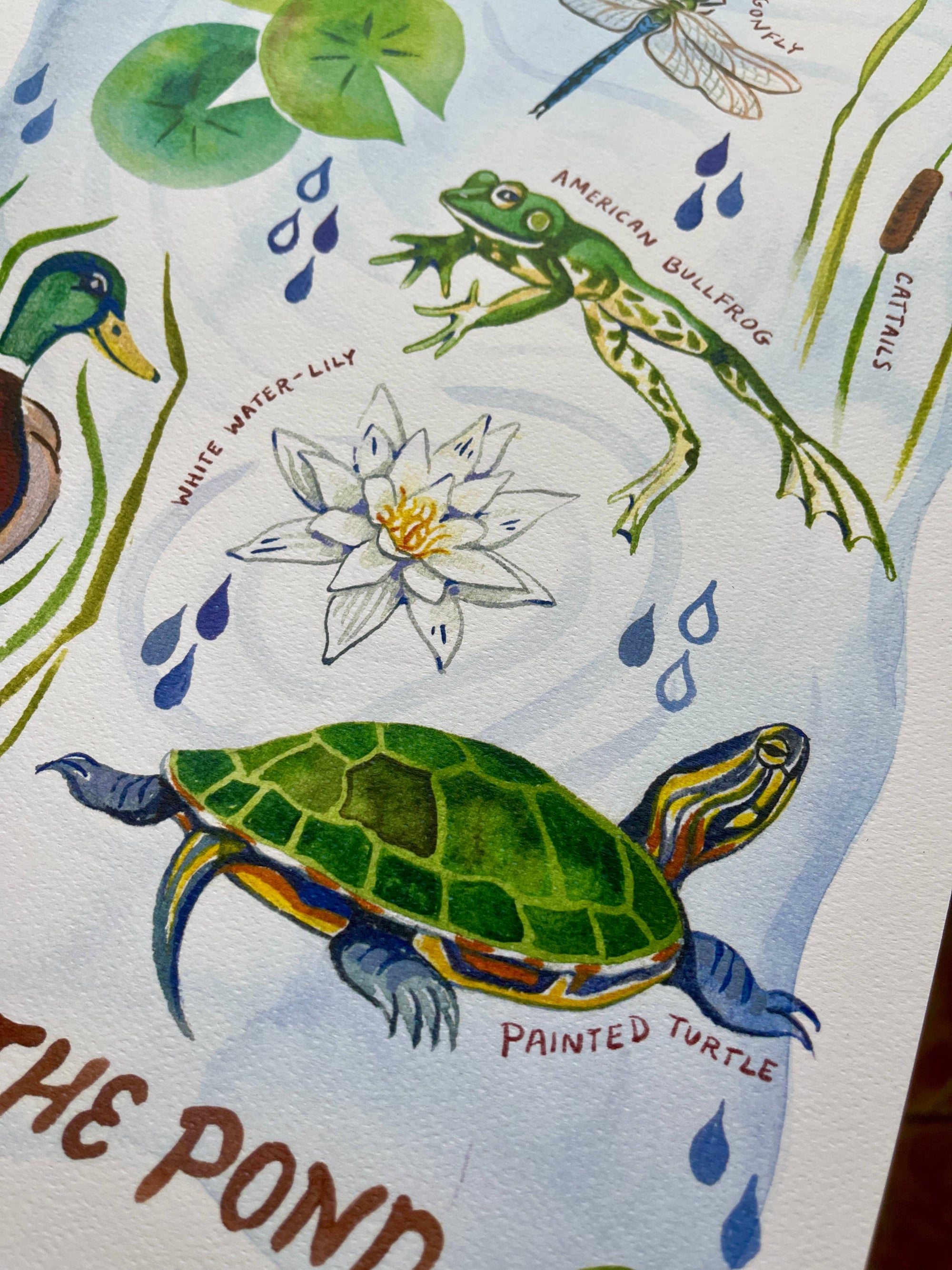 Around the Pond - Watercolor Art Print