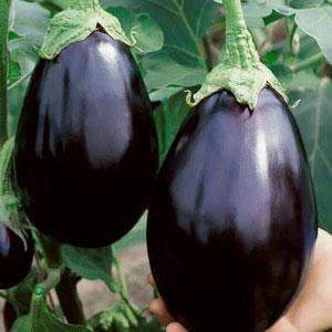 Black Beauty Eggplant Seeds