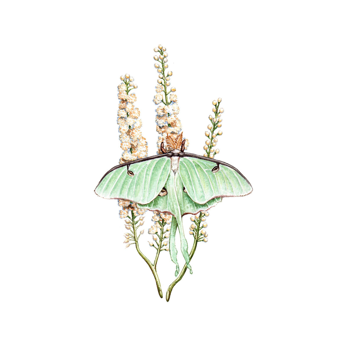 Luna Moth on Black Cohosh (8&quot; x 10&quot; Giclee Print)