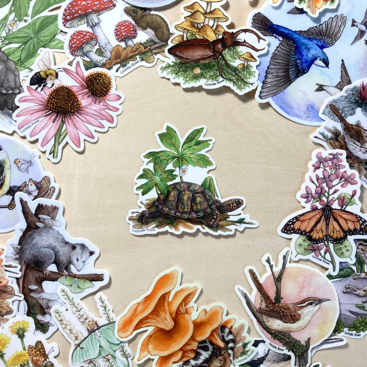 Box Turtle with Mayapple and Tiger Beetles - Vinyl Sticker