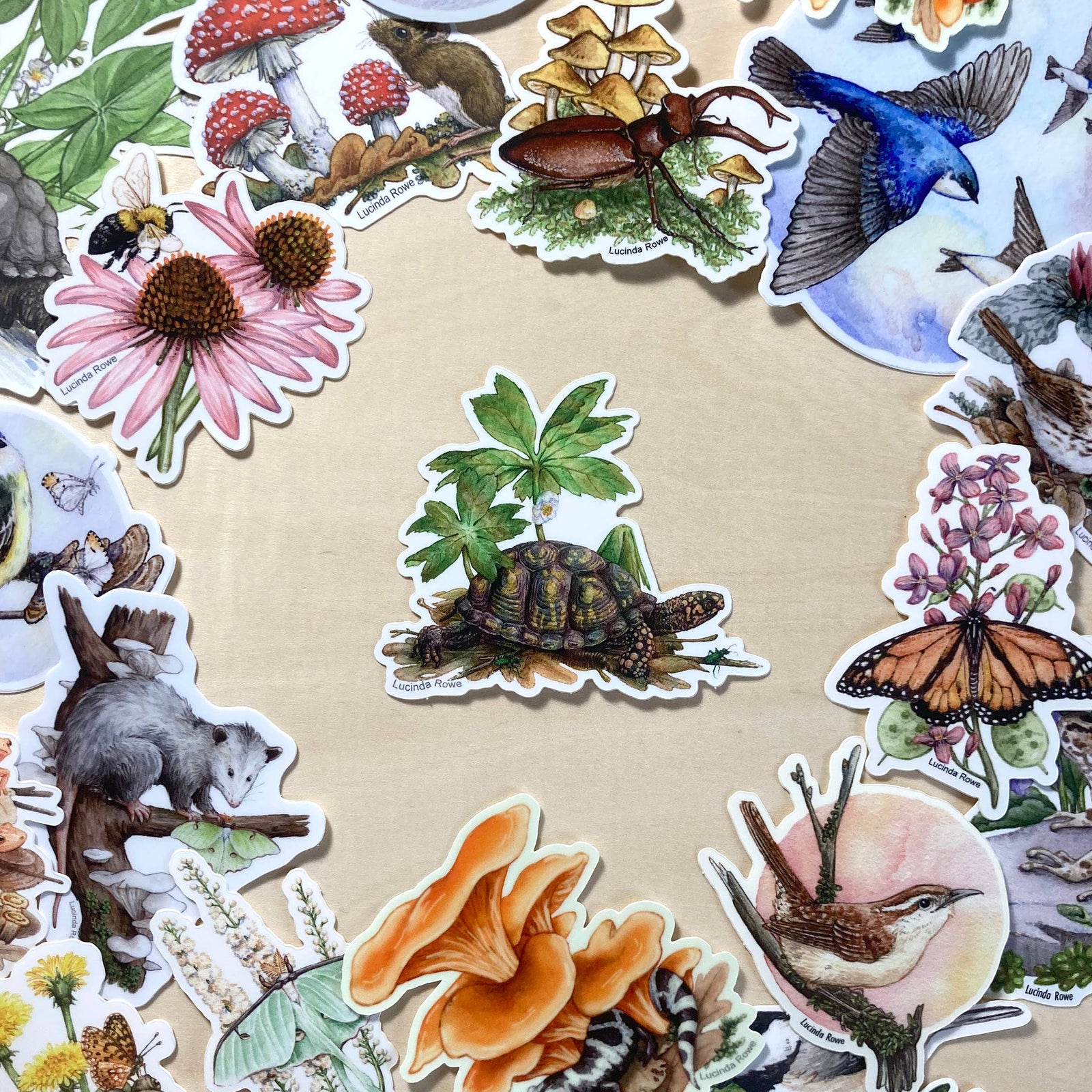 Box Turtle with Mayapple and Tiger Beetles - Vinyl Sticker 