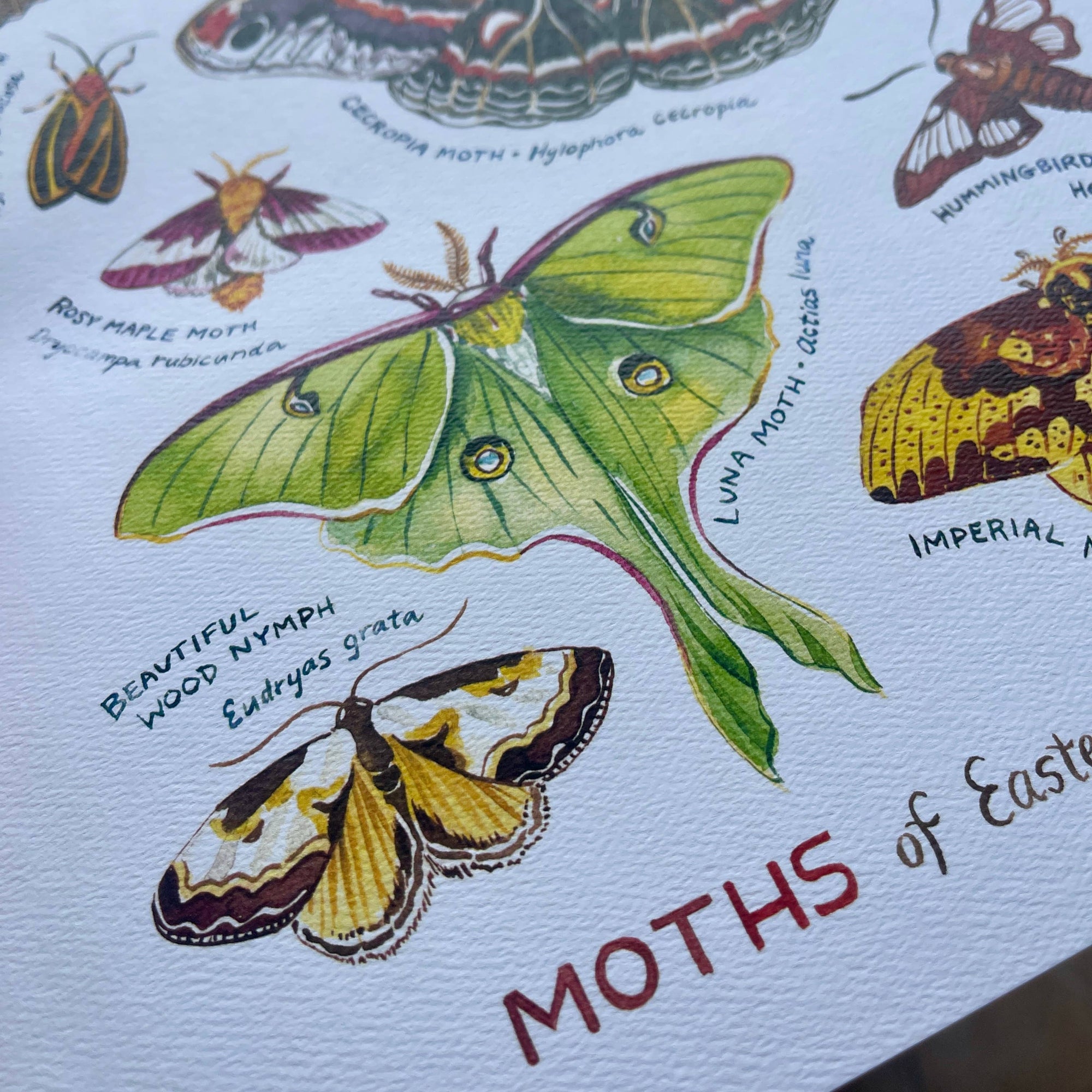 Moths of Eastern North America - Watercolor Art Print