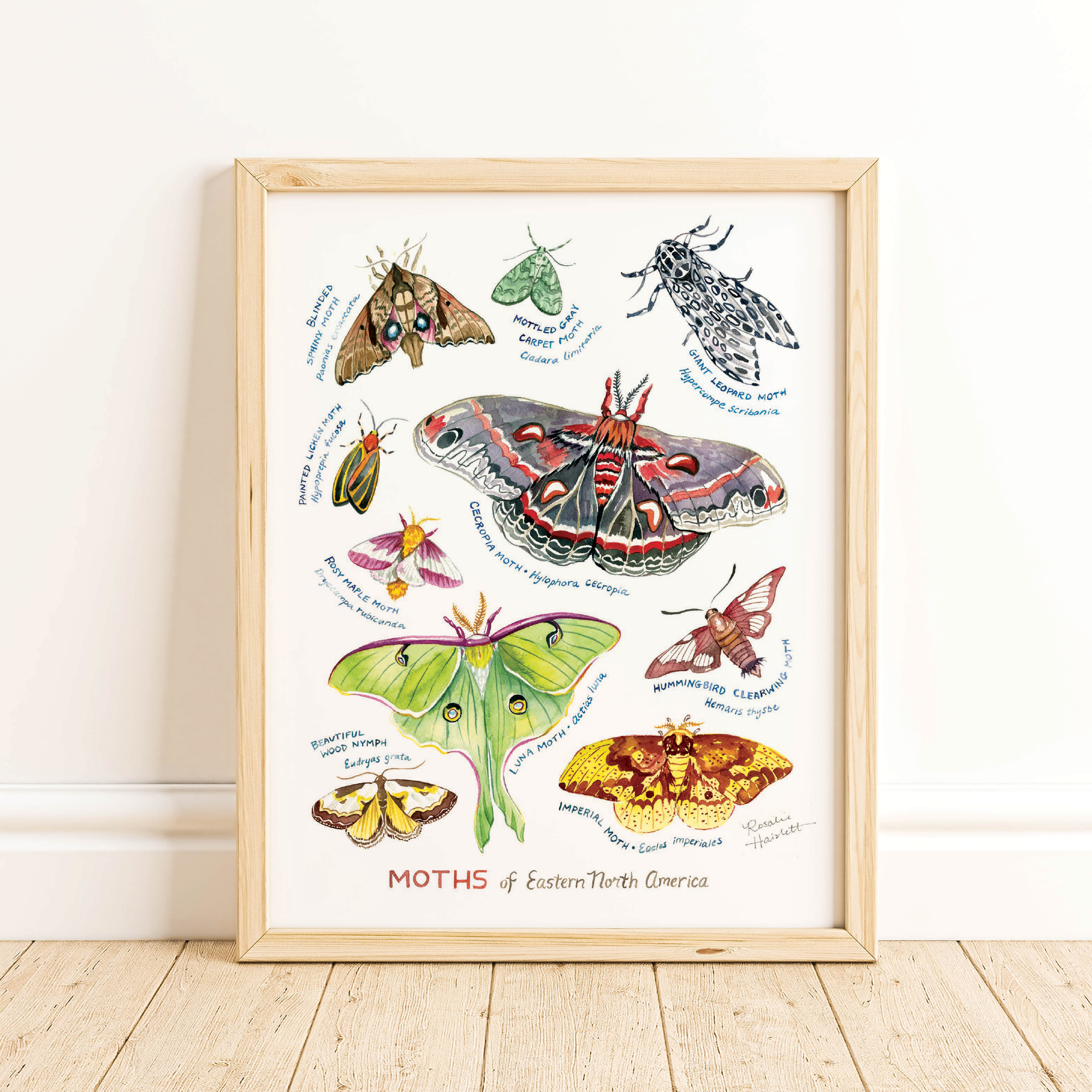 Moths of Eastern North America - Watercolor Art Print