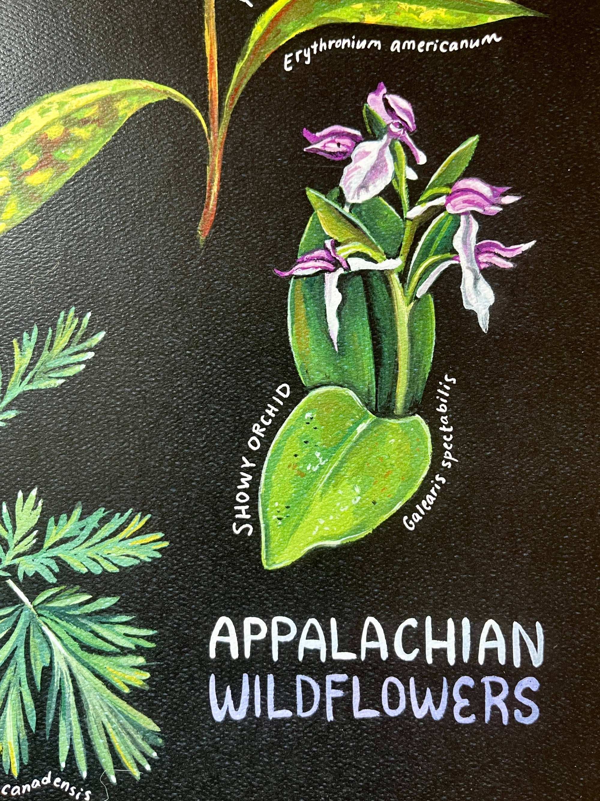 Appalachian Wildflowers Art Print by Rosalie Haizlett