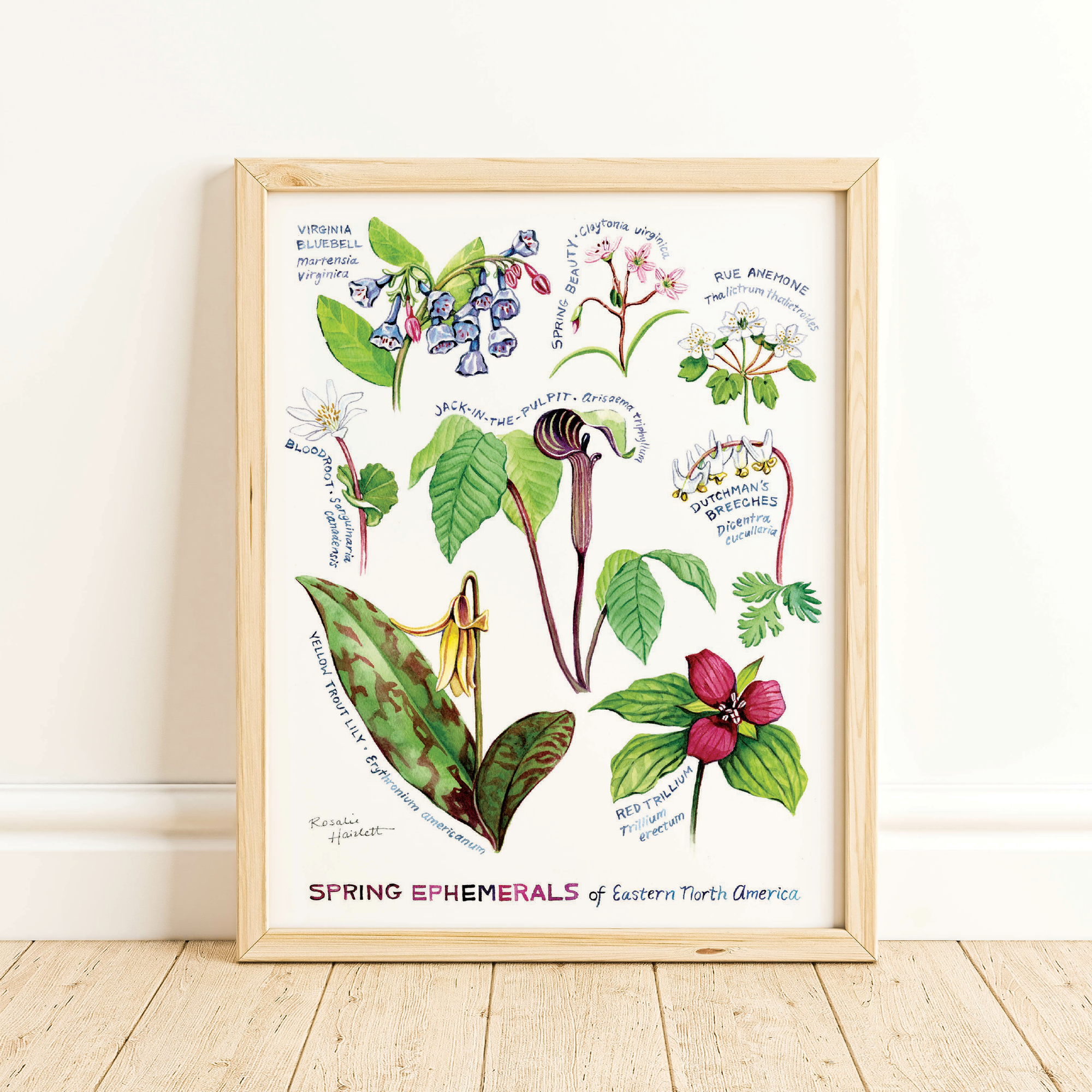 Spring Ephemeral Wildflowers Art Print by Rosalie Haizlett