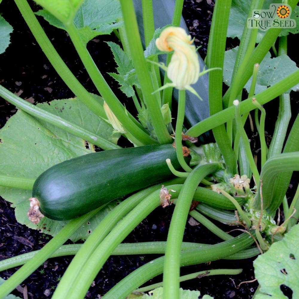 Black Beauty Zucchini Seeds
