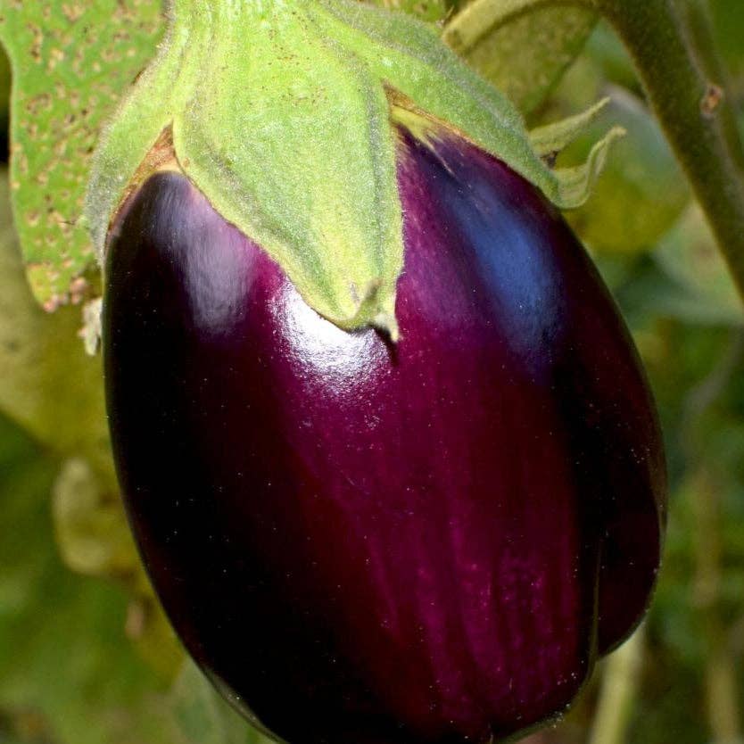 Black Beauty Eggplant Seeds
