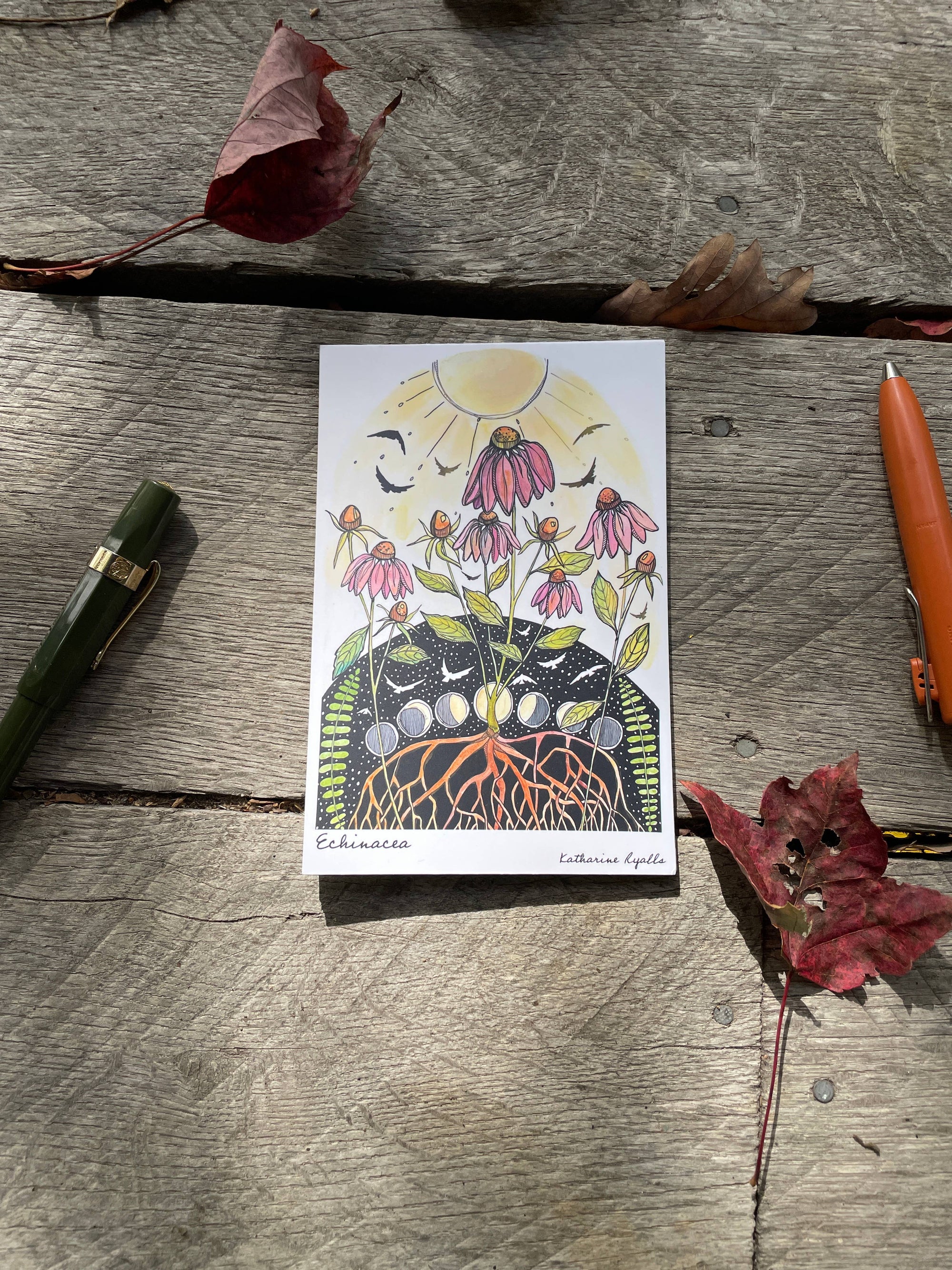 Echinacea Postcard