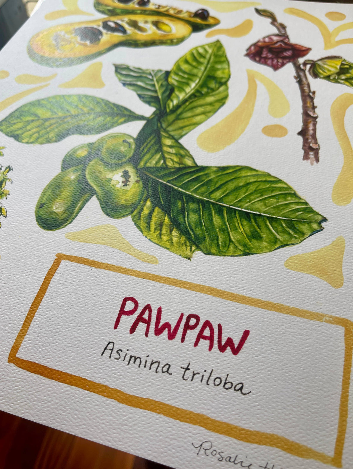Pawpaw - Watercolor Art Print