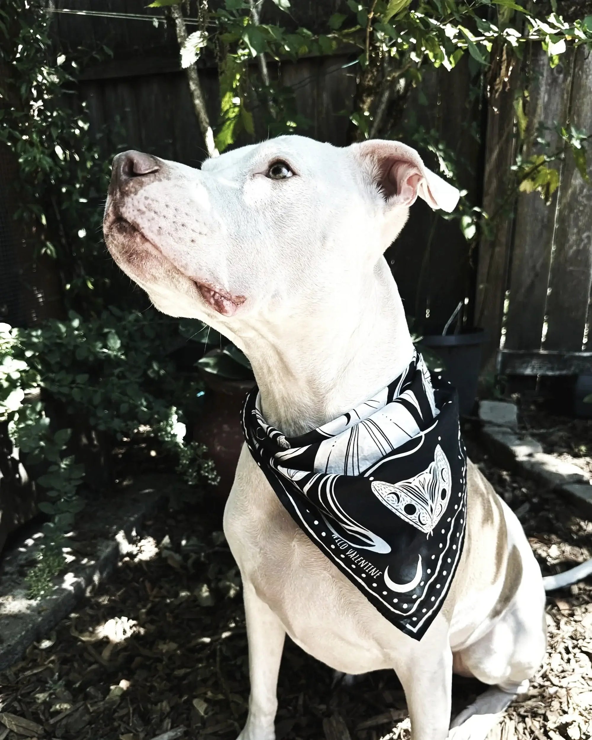 Moonflower Moth Cotton Bandana