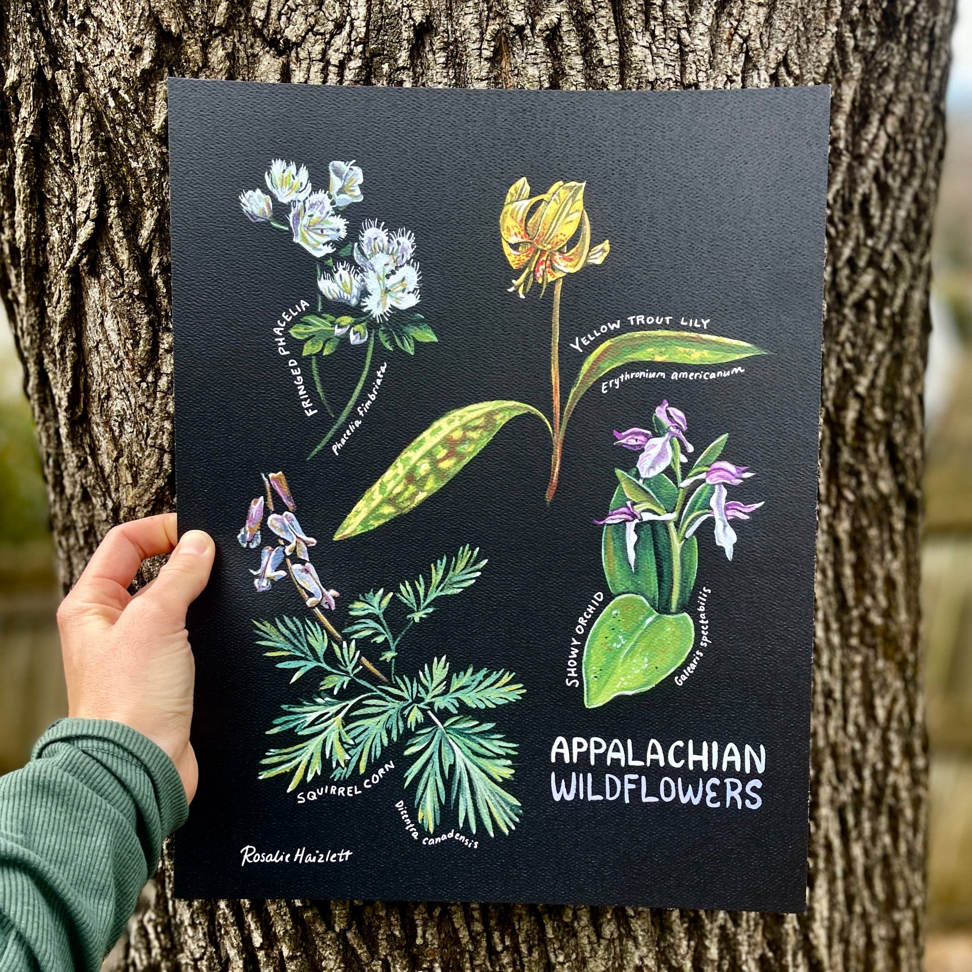 Appalachian Wildflowers Art Print by Rosalie Haizlett