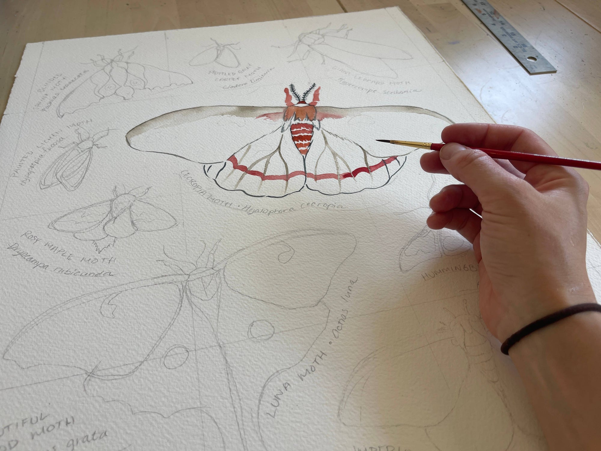 Moths of Eastern North America - Watercolor Art Print