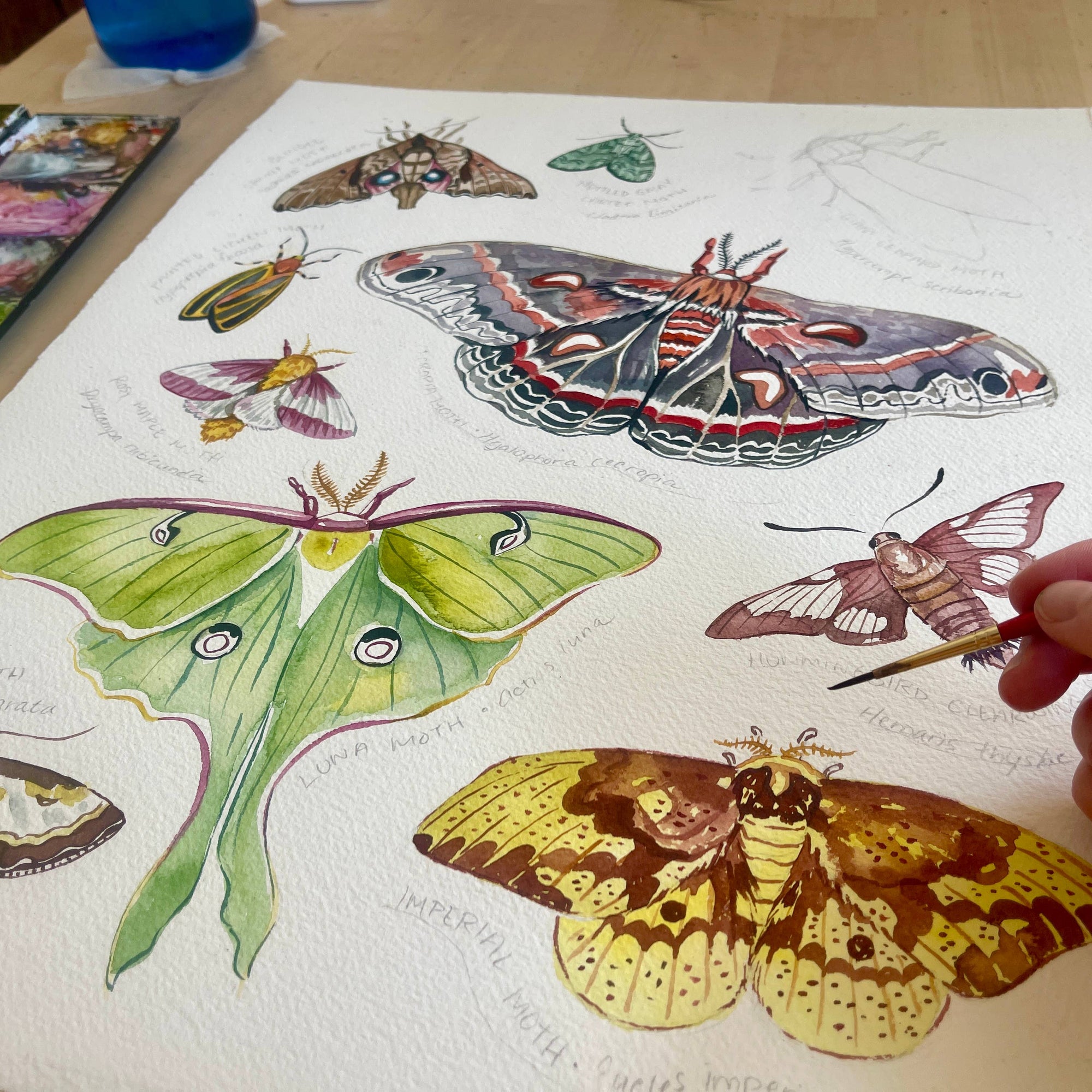 Moths of Eastern North America - Watercolor Art Print