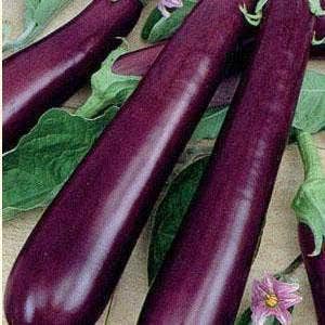 Long Purple Eggplant Seeds