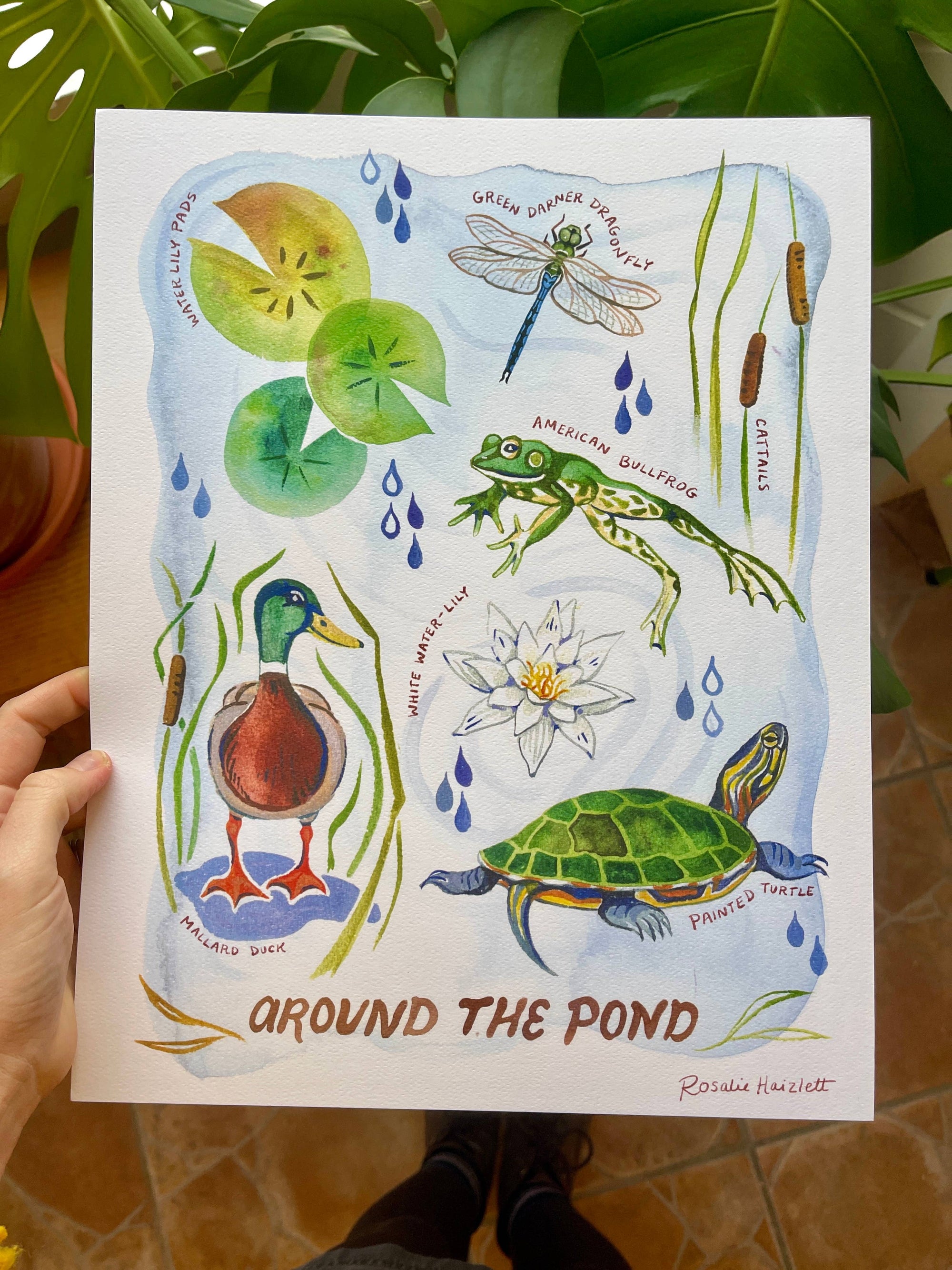 Around the Pond - Watercolor Art Print