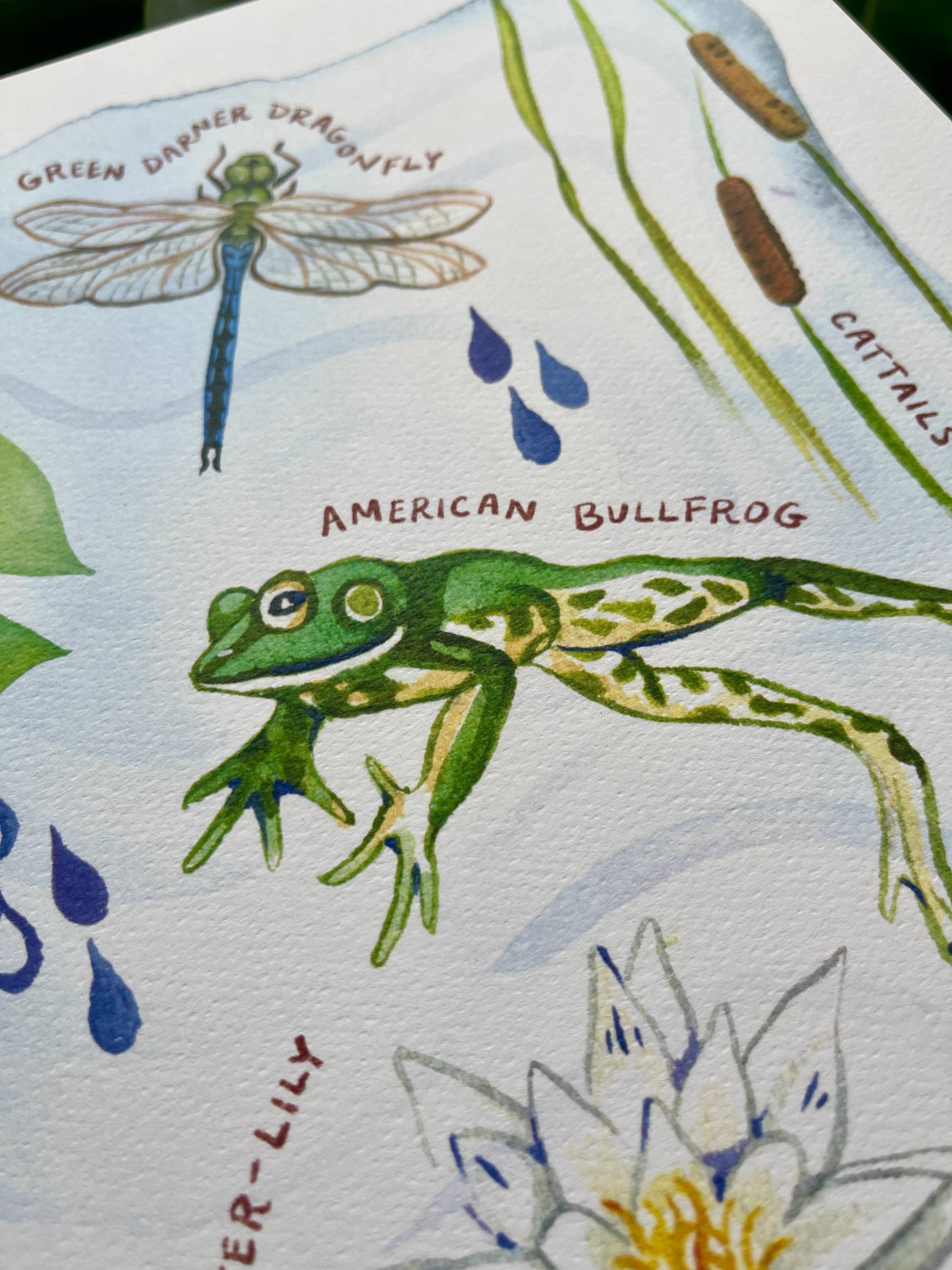 Around the Pond - Watercolor Art Print