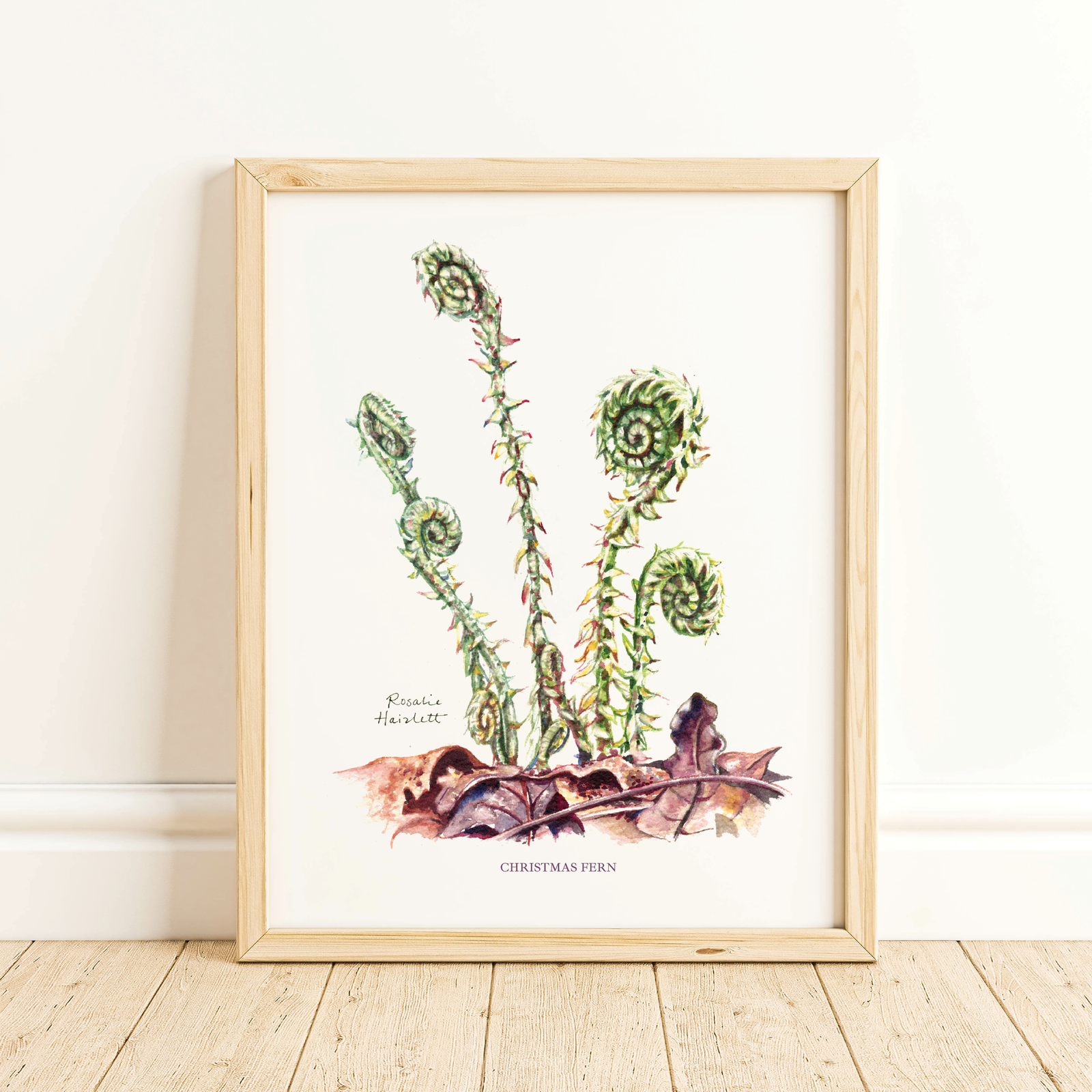 Fiddlehead Ferns Watercolor Art Print by Rosalie Haizlett