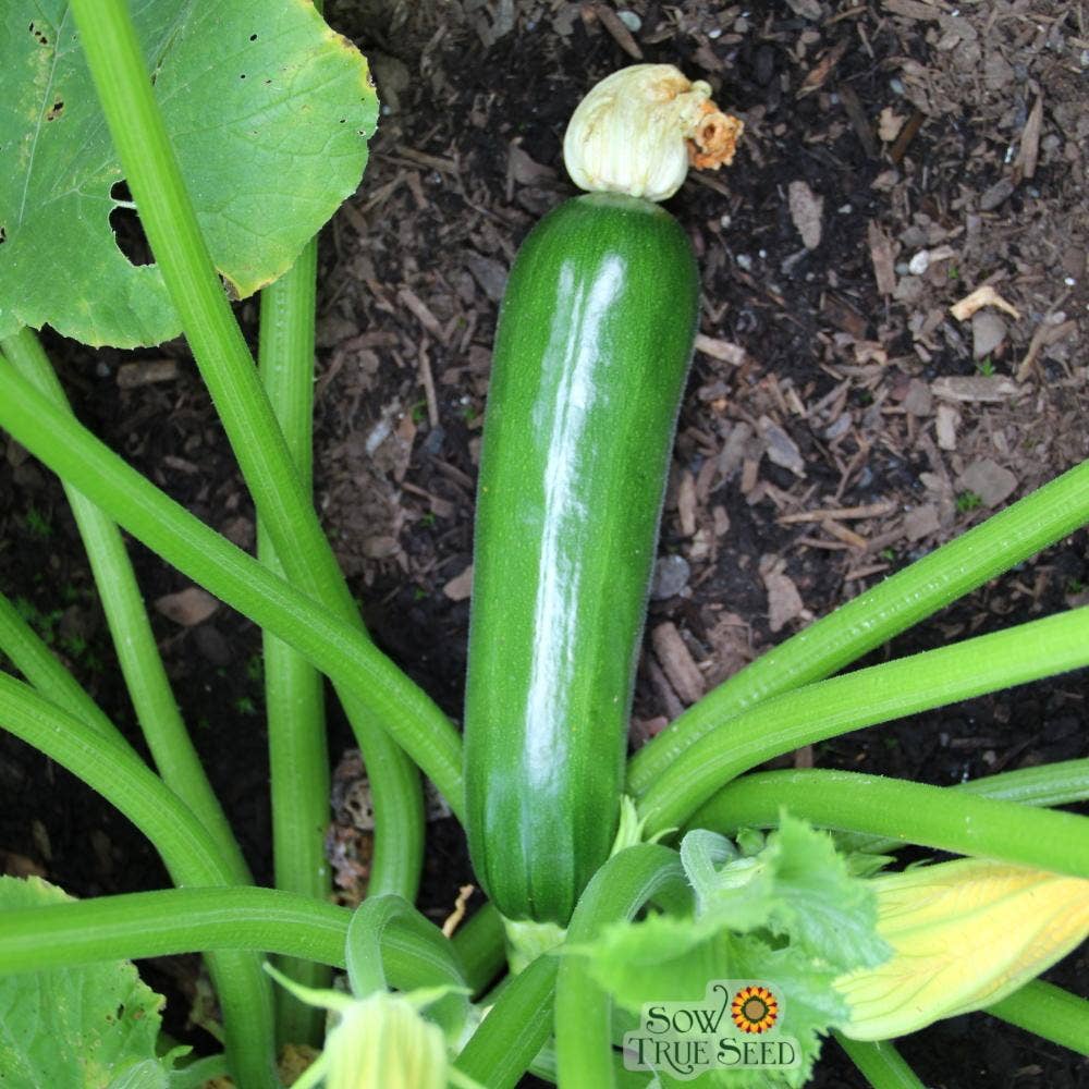 Black Beauty Zucchini Seeds