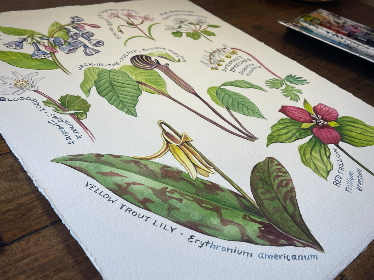 Spring Ephemeral Wildflowers Art Print by Rosalie Haizlett