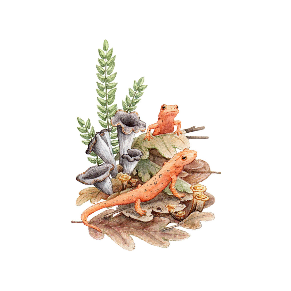 Red Efts with Trumpet Chanterelle (8&quot; x 10&quot; Giclee Print)