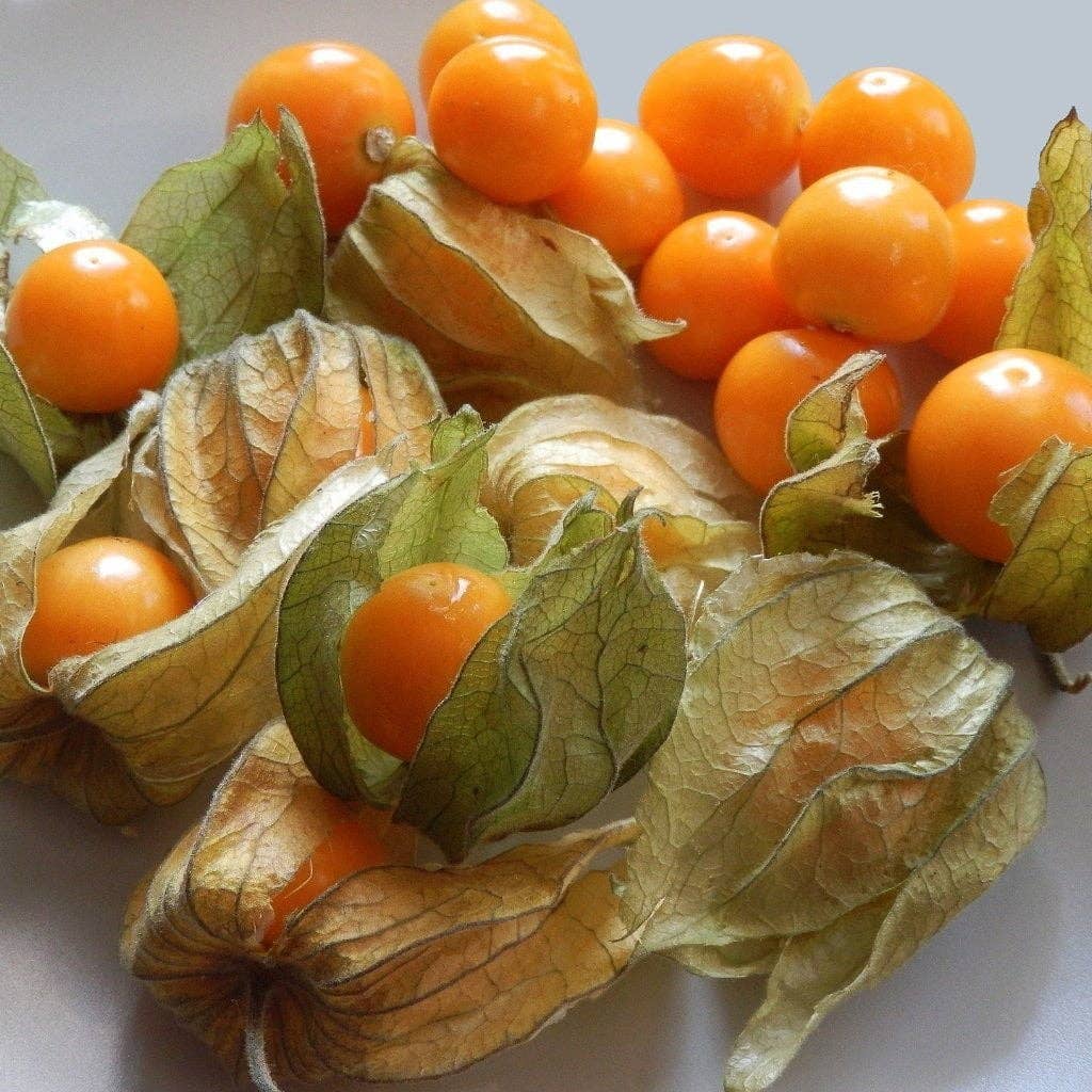 Aunt Molly's Ground Cherry Seeds