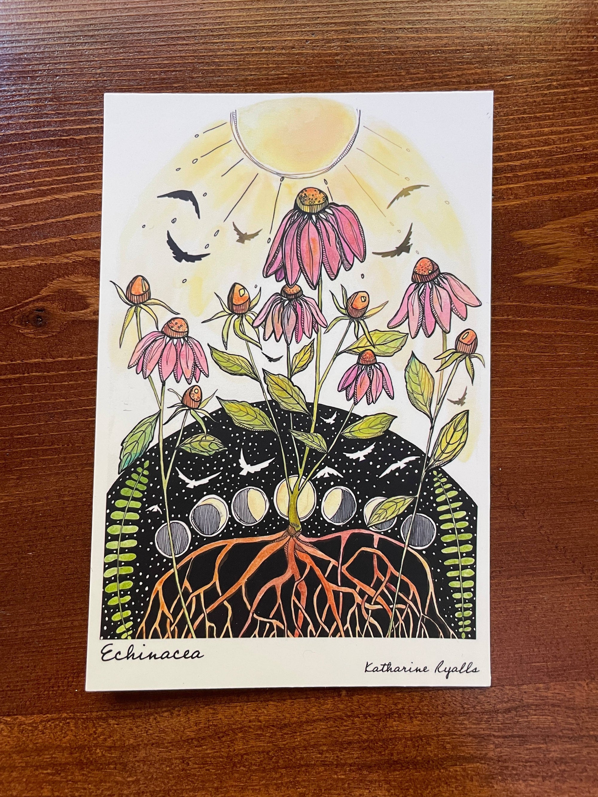 Echinacea Postcard