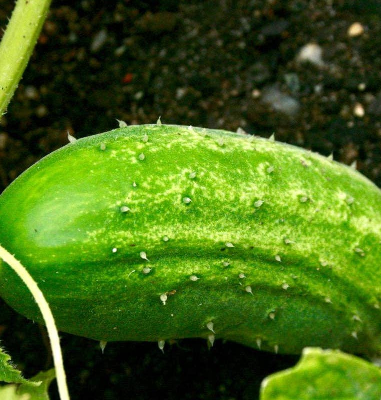 Boston Pickling Cucumber Seeds